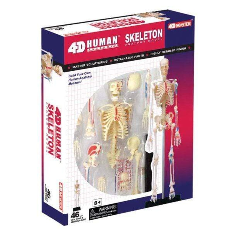 Champei 4D Human Anatomy-Human Skeleton