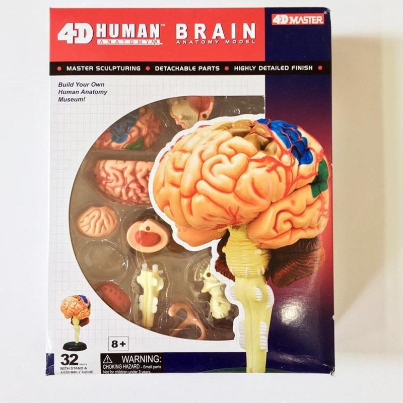 Chapmei 4D Human Anatomy-Human Brain