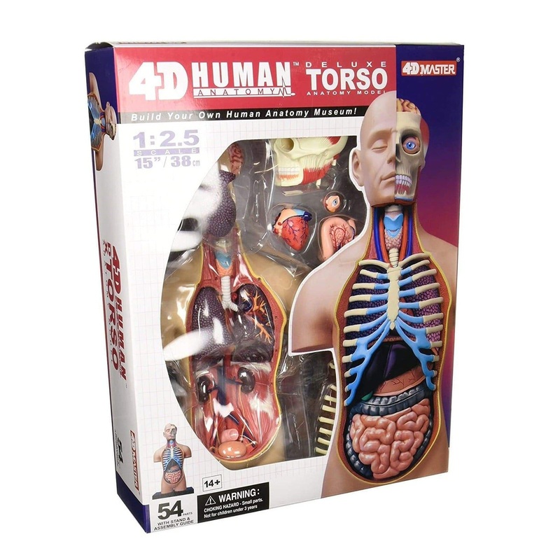 Chapmei 4D Human Anatomy - Small Torso