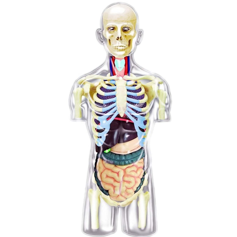 4D Human Anatomy - Transparent Torso